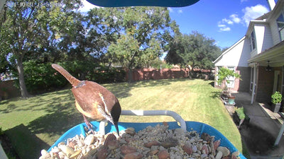 8 Great Reasons to Install Backyard Bird Feeder Cam