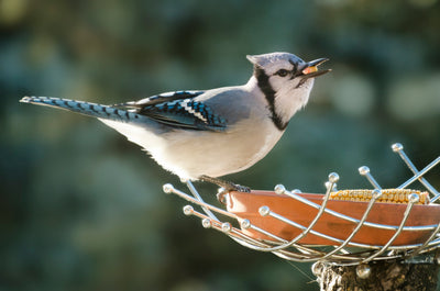 How to Clean Your Bird Feeder: Keep Your Feathered Friends Happy and Healthy!