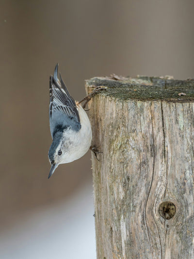 Top 10 Common Backyard Birds in the U.S.