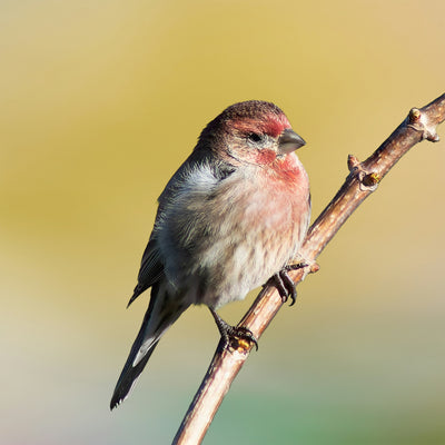 Avian Influenza in Wild Birds