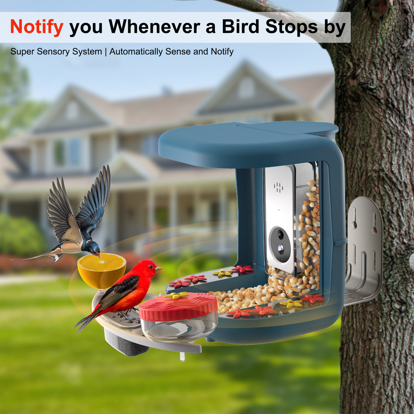 Smart Bird feeder camera Solar powered Bird Feeder for Hummingbird with Dual Seed Bin